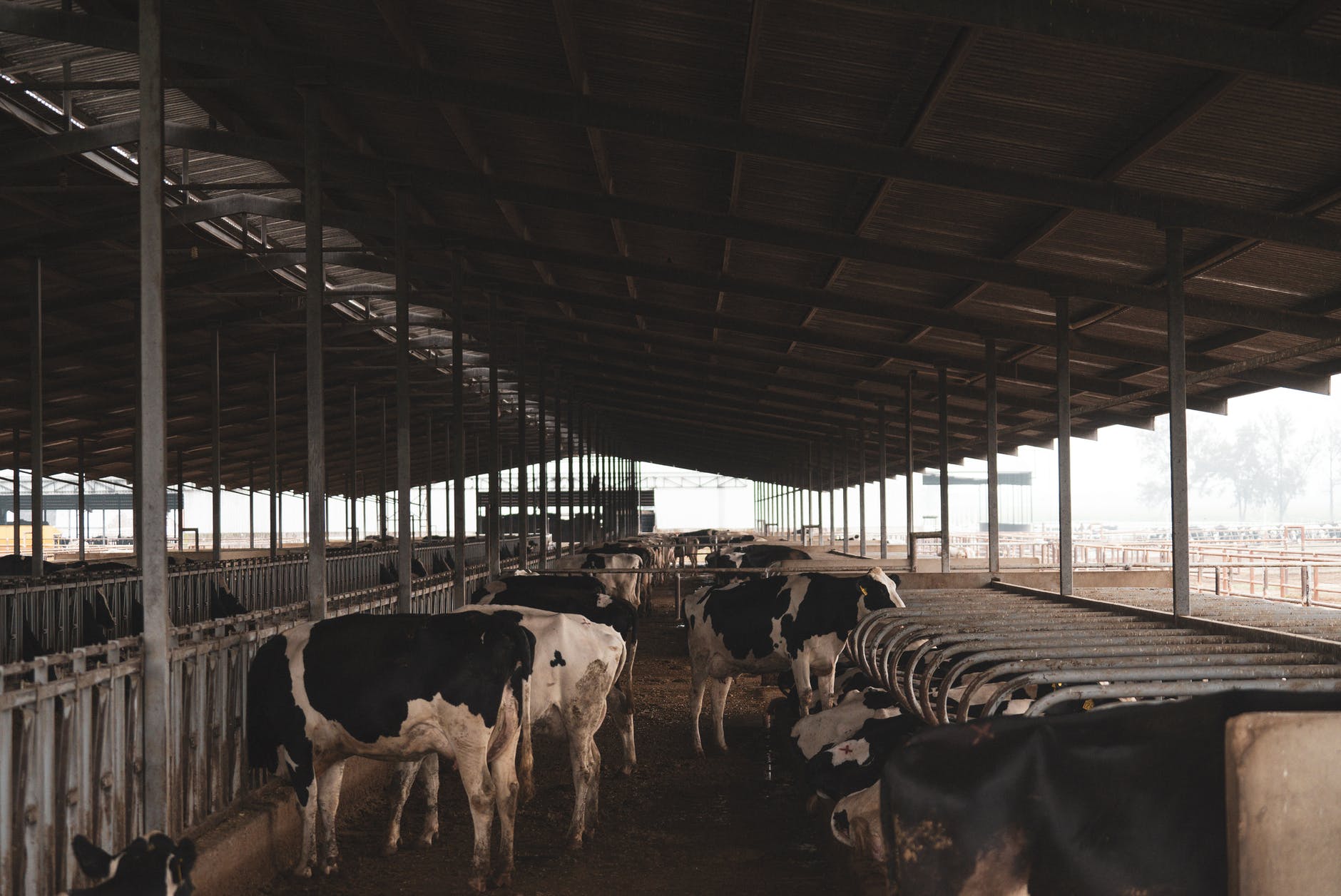 cows under a roof in captivity